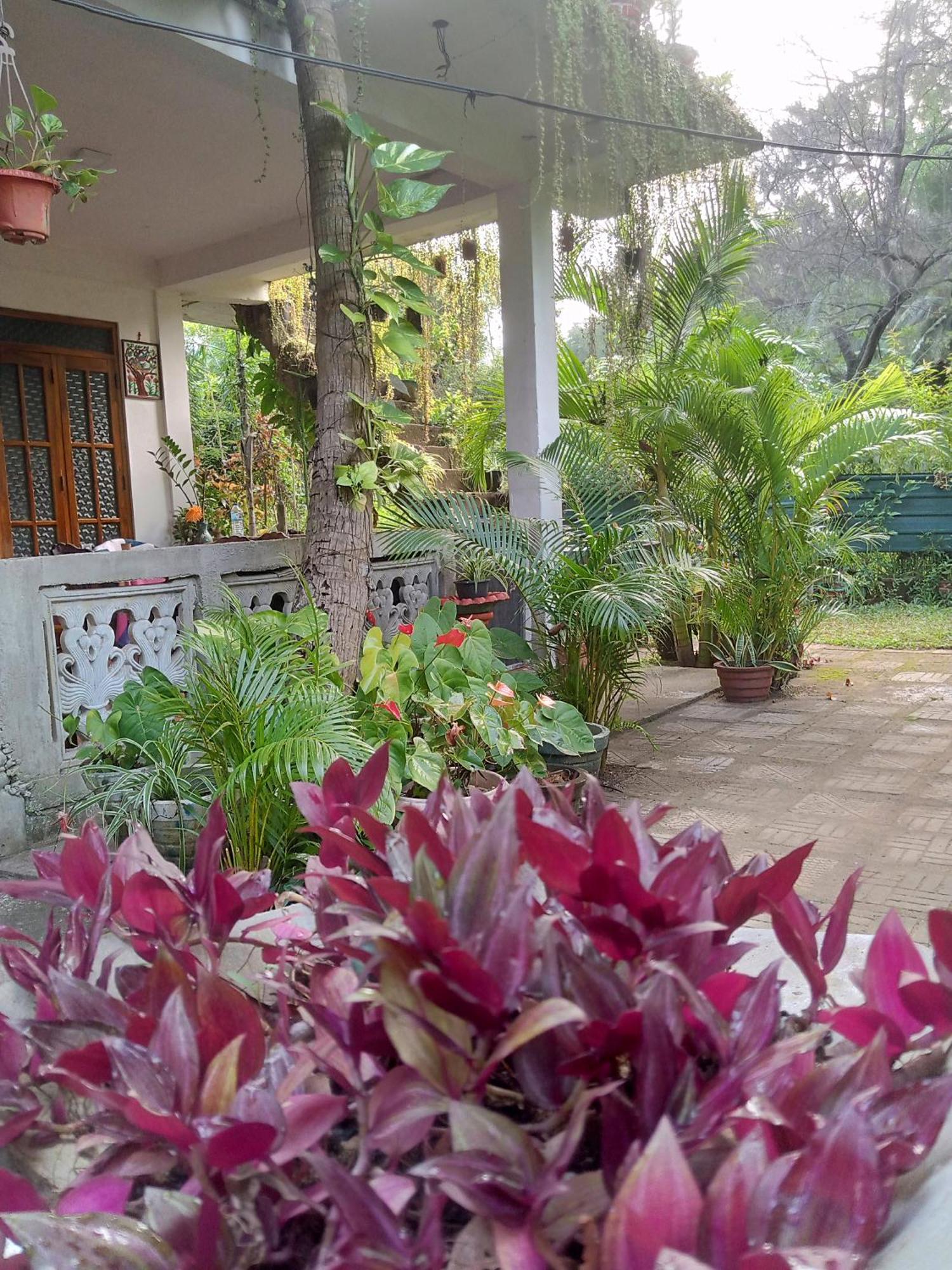 Nelum Home Stay Sigiriya Exteriér fotografie
